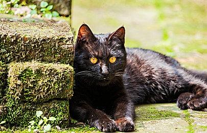 《料理妈妈：美食！》公布 登陆苹果Arcade